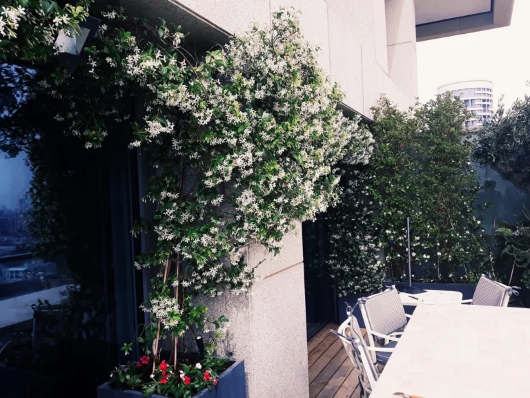 מרפסת מעוצבת דקורטיבית עם הרבה צמחייה ירוקה